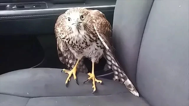 Hawk hides from Hurricane Harvey in taxi refuses to leave!  - AMAZING! - WATCH!