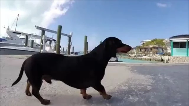 Sausage water side stroll video Jazz Piano sound