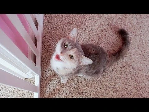 Cute Kitten Thinks Its A Dog! - Cat To Dog Surprise Introduction