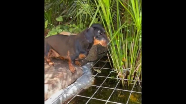 Sausage meditation Classical sound