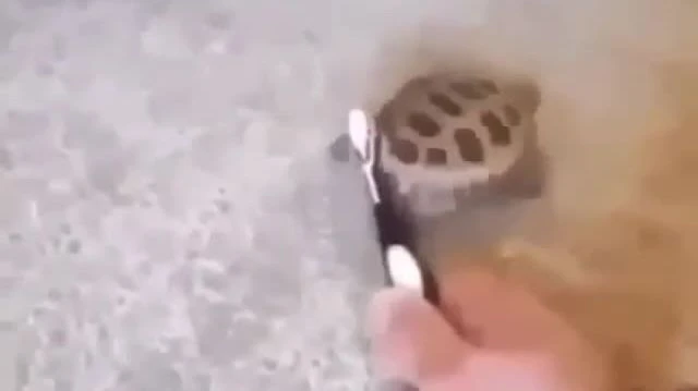 DANCING Turtle gets a butt scrub with a toothbrush to techno music