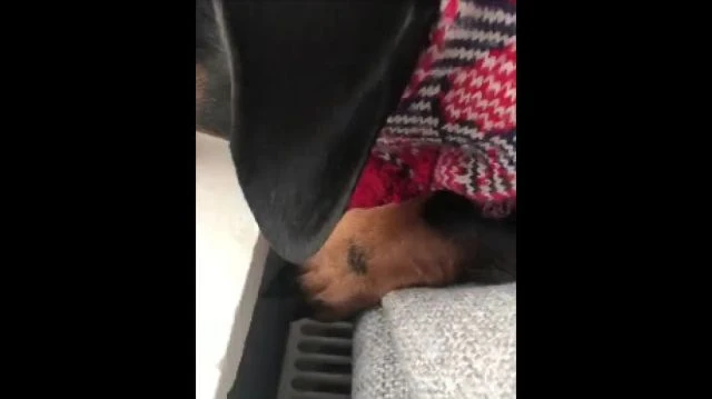 Sausage warm toes video