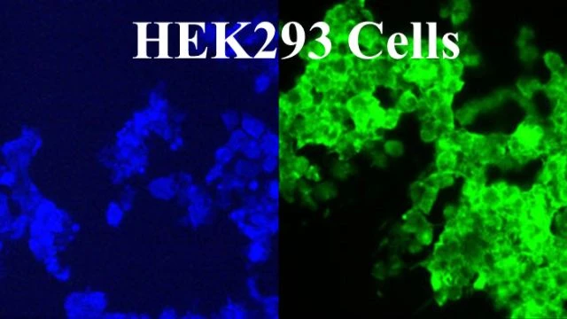 HEK 293 - https://wwwhek293com/ - Stem Cells = LIVE Aborted Fetus Cells - VACCINE INGREDIENT