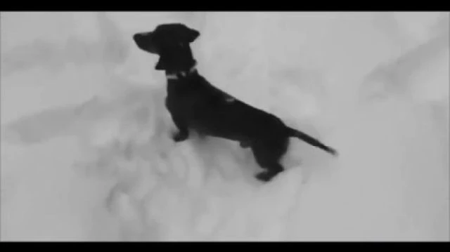 Sausage snow video Jazz sound