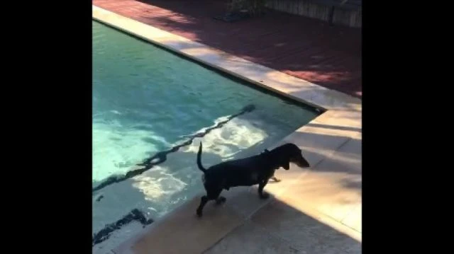 Sausage a swim video