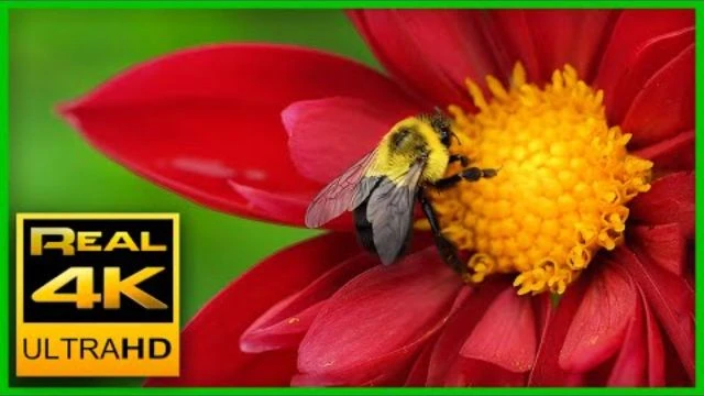 Breathtaking Colors of Nature in 4K II  Beautiful Flowers - Sleep Relax Music UHD TV Screensaver