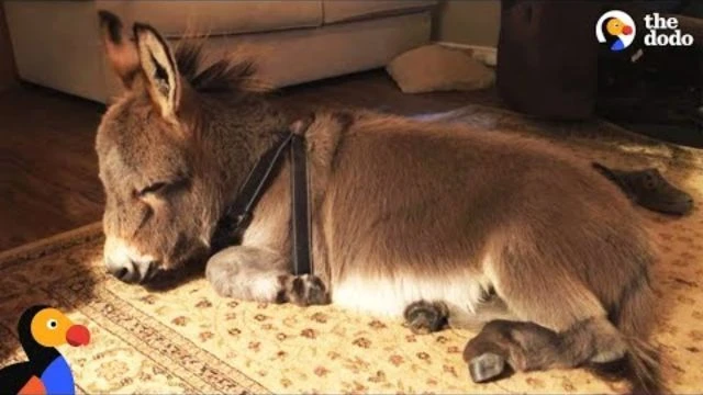 Tiny Donkey Thinks Hes Actually A Dog  | The Dodo