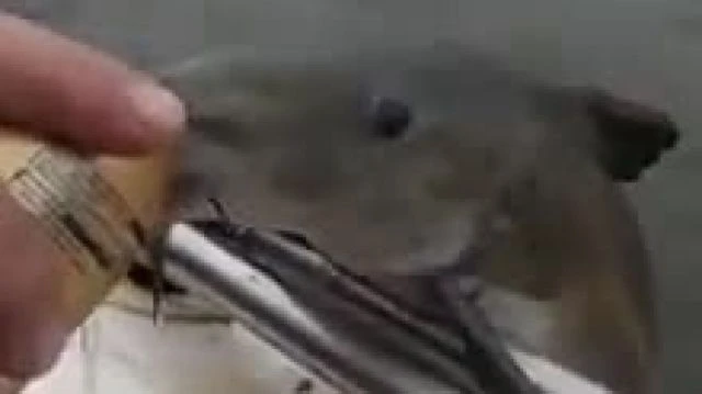 Strange fish drinking beer