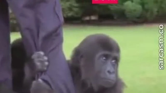 KWIBI The Gorilla - I have no words Speechless Watch