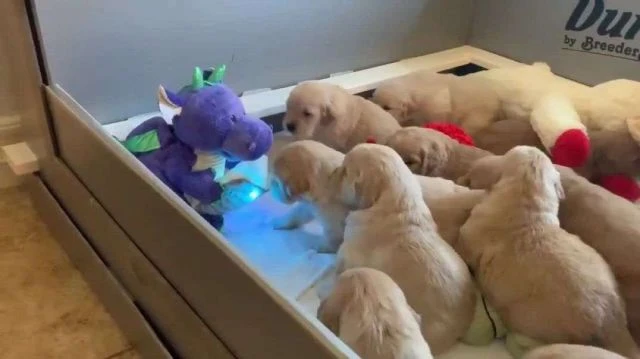 Puppies Told Bedtime Story From A Toy Dinosaur