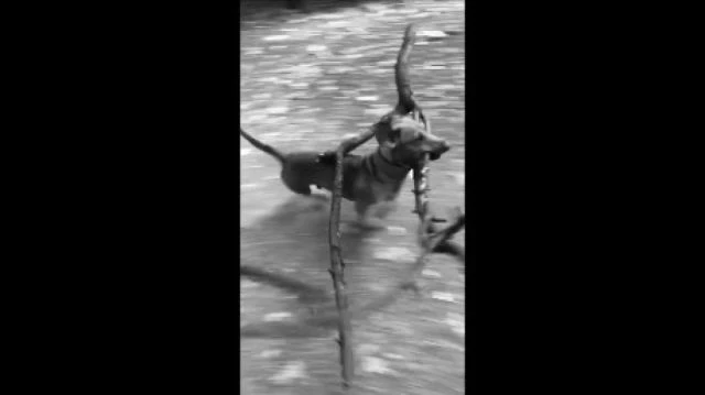 Sausage his stick walking  video Classical sound