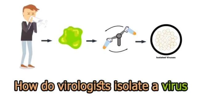 How Do Virologists Isolate A Virus