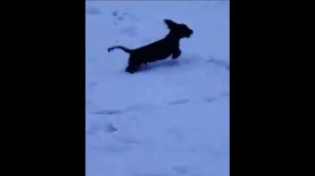 Sausage his snowy video Jazz sound