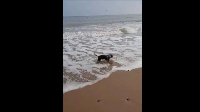 Sausage on the beach video Beach sound