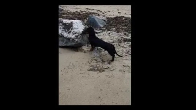 Sausage on the beach