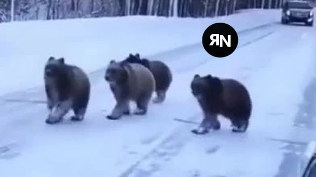 Mama Bear stops traffic for her cubs - WINTER WONDERLAND!