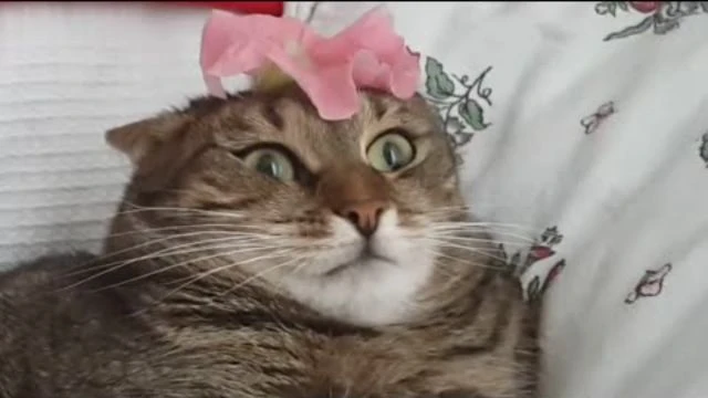 Cat Cant Handle Flower