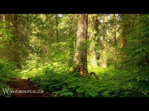 Earth Elemental Healing (432Hz) Music ~ Grounding Growth Prosperity Strength