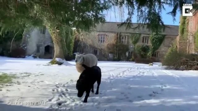 Orphaned Sheep Bella Believes Shes a Dog