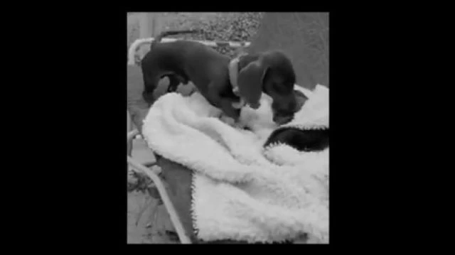 Sausage snuggle video Funky sound