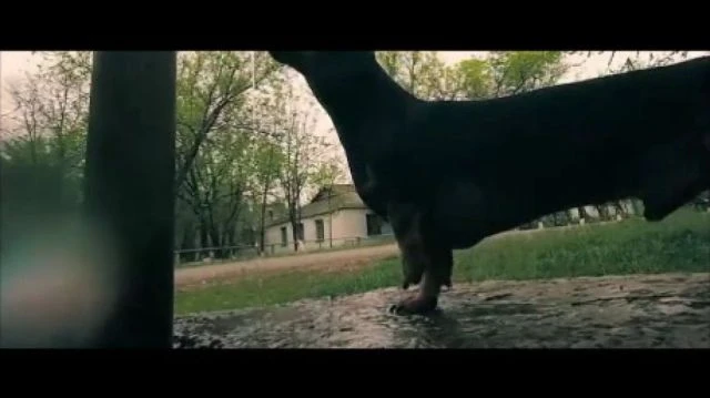 Sausage helping farm chores Classical sound