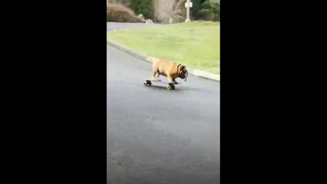 Presenting: Chowder the SKATEBOARDING Bull Dog! - !!!!!