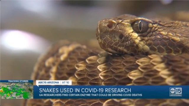 Link Between Snake Venom and C-19 Spike Proteins