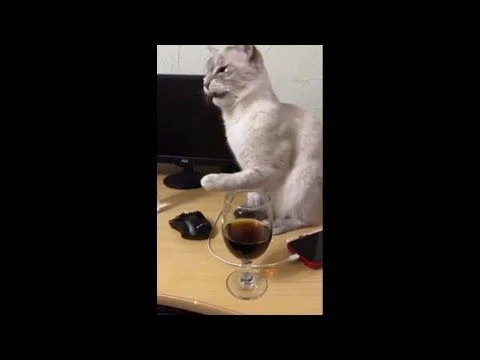 Cat Hilarious Reaction to Her First Time Trying Cola