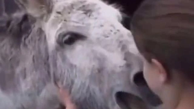 Donkey reunites with the girl who raised him