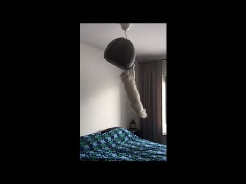 Hilarious Cat Swinging On a Lamp Holding It by Claws