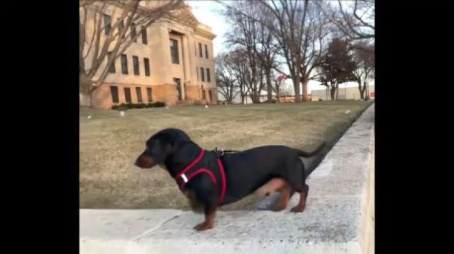 Sausage stroll Classical sound