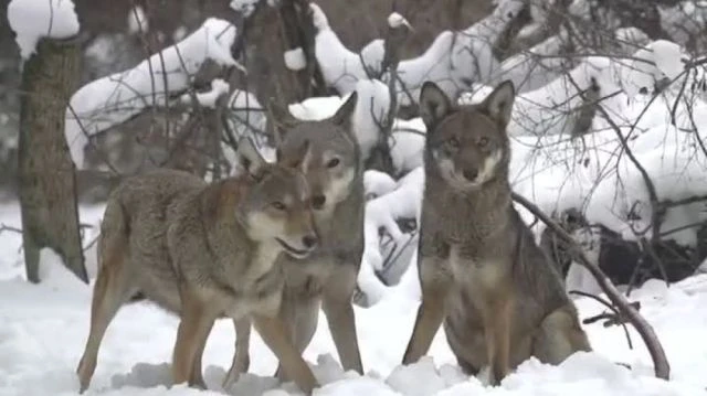 Only 8 red wolves remain in the wild Here they are