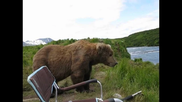 Bear sits next to guy - RANDOM!