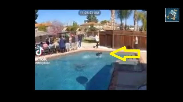 Dog Runs Straight Accross a Swimming Pool