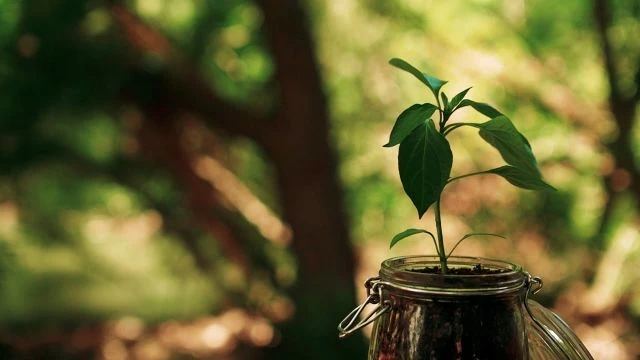 The Seed | Inspirational Short Film