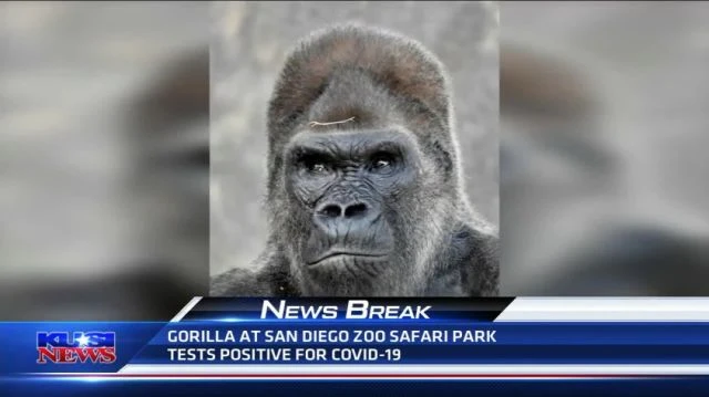 GORILLA