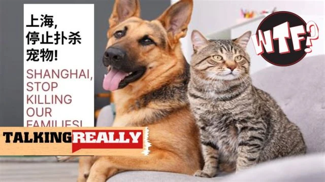 ⁣Shanghai killing off family pets