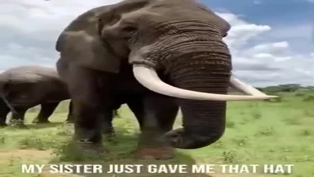 An Intelligent Elephant With A Sense Of Humor