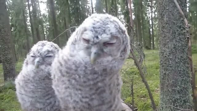 Funny Owls