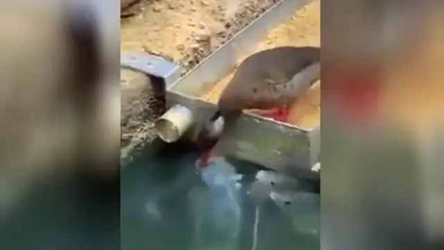 Animals Rescue Other Animals In Need