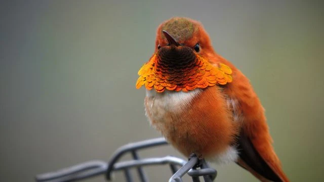 Nature - The Twitter Twitter Of The Little Birds Singing