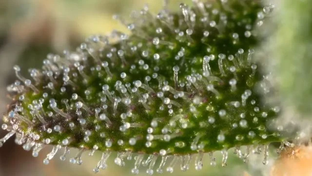 Weed Porn