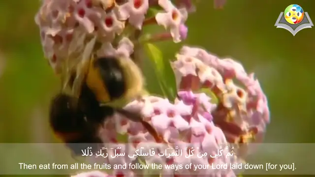 And your Lord inspired to the bee