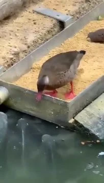 Just a duck feeding her fish...