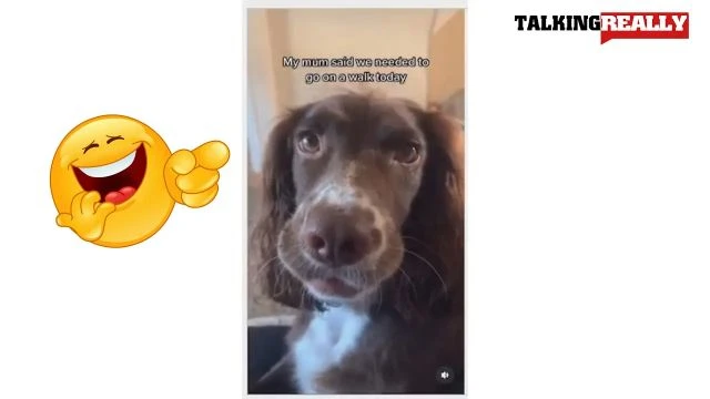 instagram dog meme