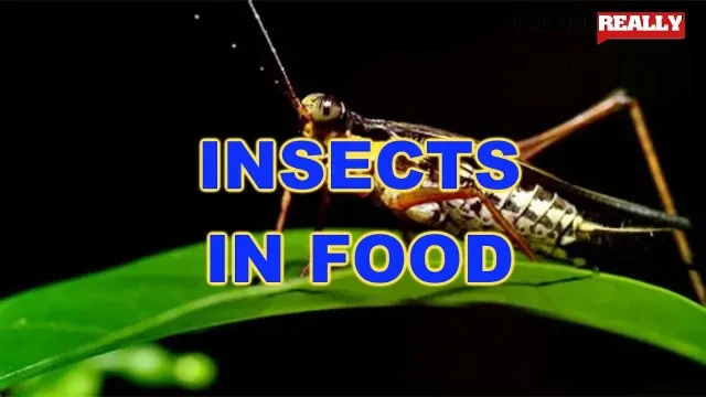 More Insects in food | Talking Really Channel | Aldi on the band waggon