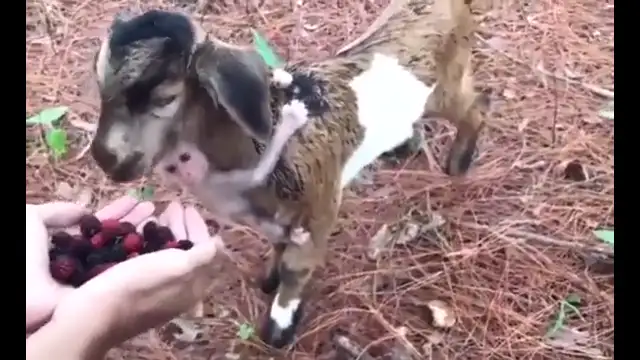 Goat and his little monkey friend