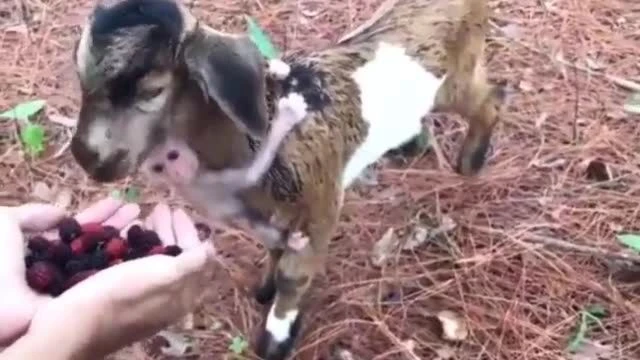 Goat and his little monkey friend