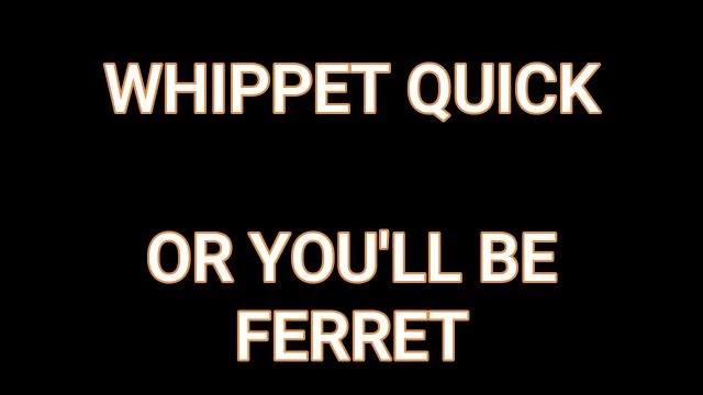 Whippet Quick Or Youll Be Ferret