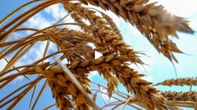 Four EU-countries Ban Ukrainian Grain - EU furious